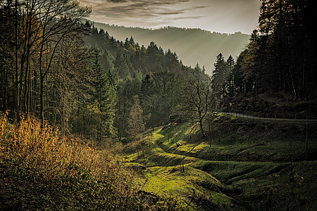 Black Forest Dawn thumbnail