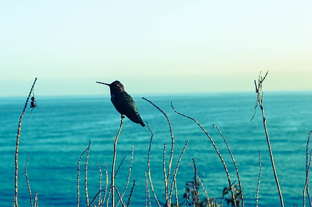 black bird perched grass in front of body of water thumbnail