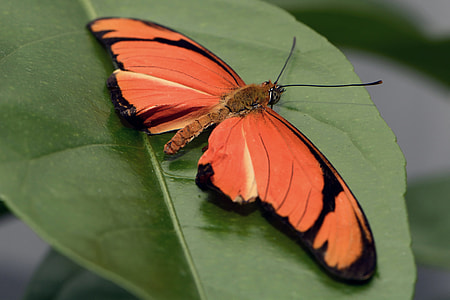 closeup photo of orange and black butterfly thumbnail