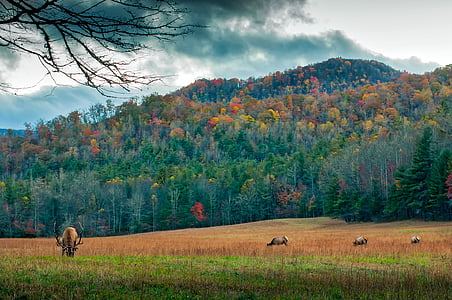 four gray animals on grass field at daytime thumbnail