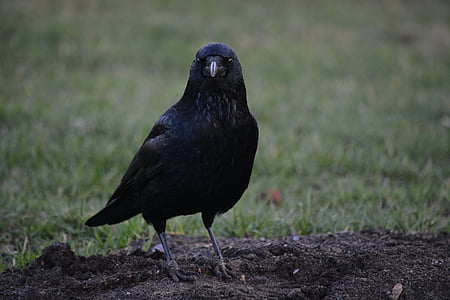black crow photograph thumbnail