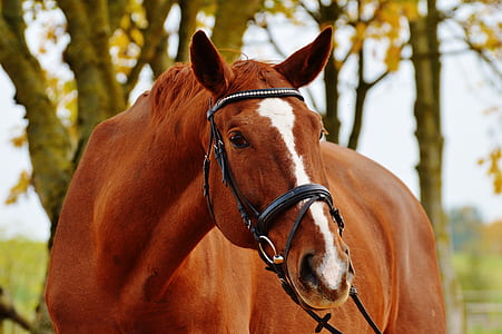 close-up photography of brown horse thumbnail