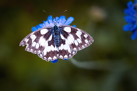 shallow focus photography of marbled white butterfly thumbnail