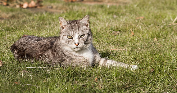 gray cat lying on grass looking at camera thumbnail