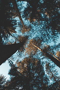 earthworm photography of trees thumbnail