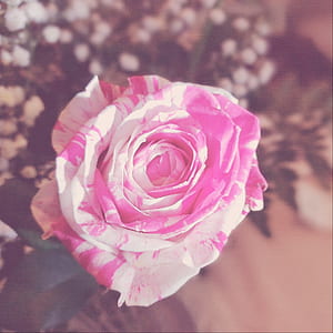 Close-up Photography of a Rose thumbnail