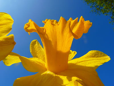yellow flowers thumbnail
