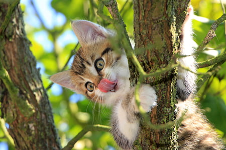 close-up photography of brown and white tabby kitten thumbnail