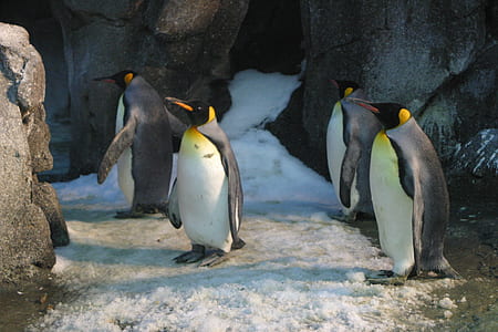 Four King Penguins thumbnail