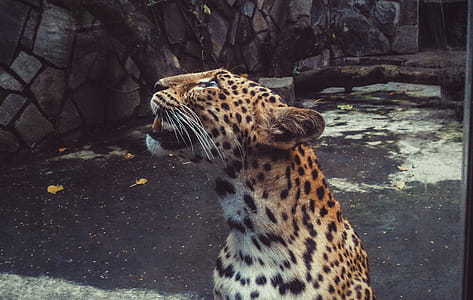 Shallow Focus Photography Leopard thumbnail