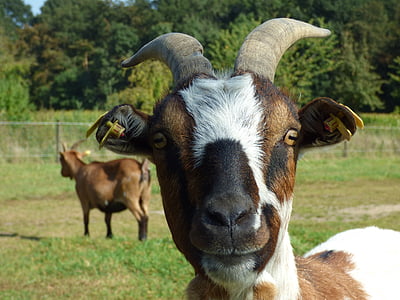 white and brown goat thumbnail