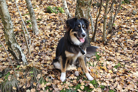 Australia Shepherd, Dog Loving thumbnail