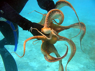 man holding brown octopus underwater thumbnail