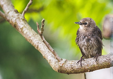 brown bird thumbnail