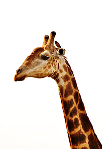 brown giraffe head on white surface thumbnail