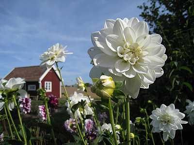 close-up photo of white flowers thumbnail