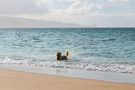 dog in body of water during daytime thumbnail