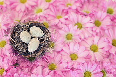 three eggs on nest on pink daisy flowers thumbnail
