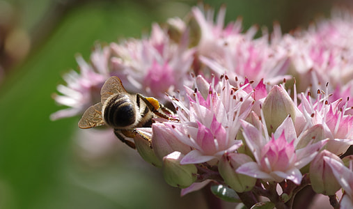 wasp on pink and white flowers thumbnail