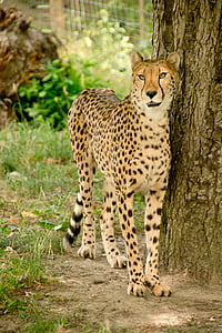brown leopard standing beside tree trunk thumbnail