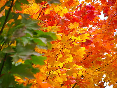 maple leaf thumbnail