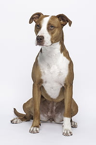 adult white and brown American pit bull terrier thumbnail