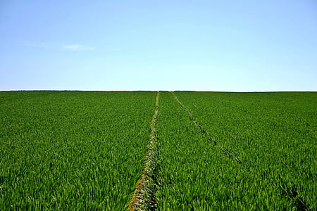 green grass field with trail thumbnail