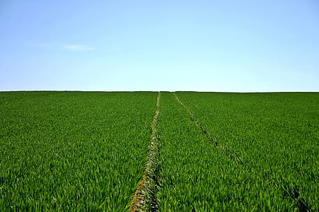 Blue Skies over a Green Grass Field thumbnail