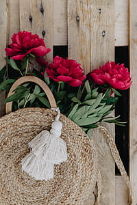Blooming red peonies thumbnail