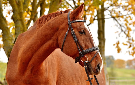brown horse near tree thumbnail