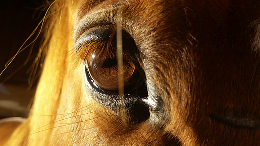 brown horse thumbnail