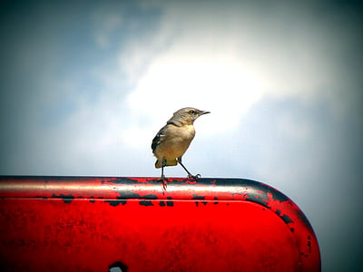 bird on red plate thumbnail