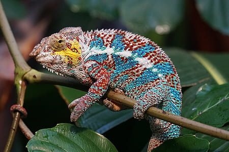 blue, white, and red bearded dragon thumbnail