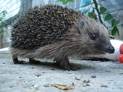 gray and black hedgehog close-up photography thumbnail
