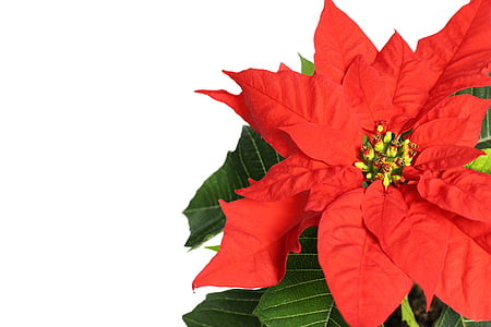 close up photography of red poinsettia flower thumbnail
