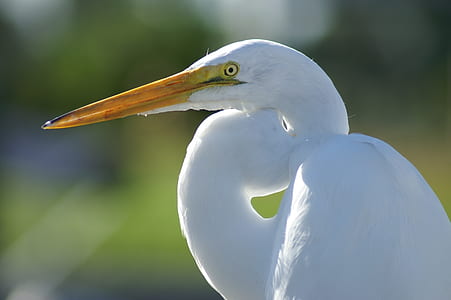 white long-beak bird on close-up photo thumbnail