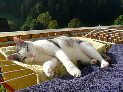 short-haired white and black cat lying on towel thumbnail