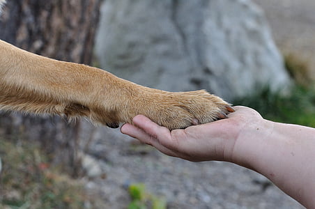 person holding a animal hand thumbnail