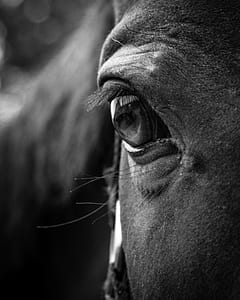 animal eye on selective-focus photography thumbnail