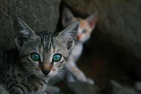 selective focus photography of silver tabby kitten beside gray rock thumbnail