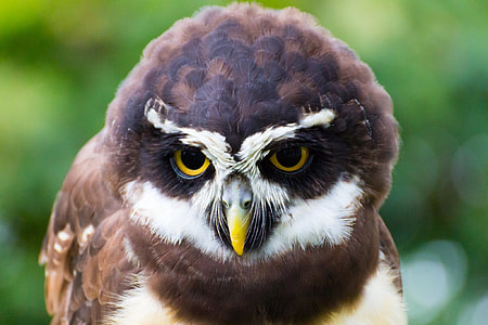 owl looking straight to the camera during day time thumbnail