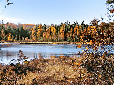 body of water surrounded by trees thumbnail