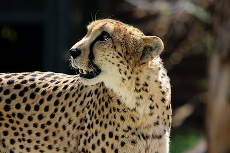 selective focus photography of cheetah thumbnail