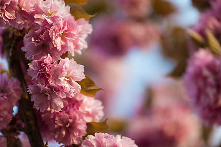 macro photography of pink flowering tree thumbnail