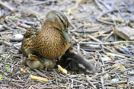 brown duck thumbnail
