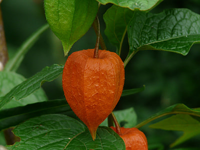 Lampionblume, Physalis Alkekengi thumbnail