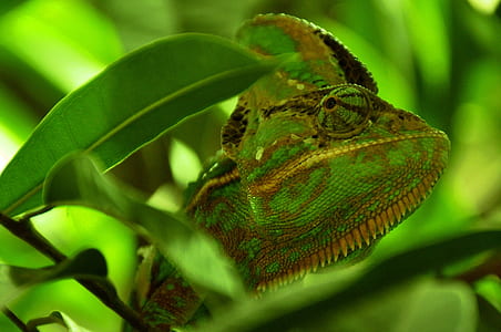 shallow photography of green and brown lizard during daytime thumbnail