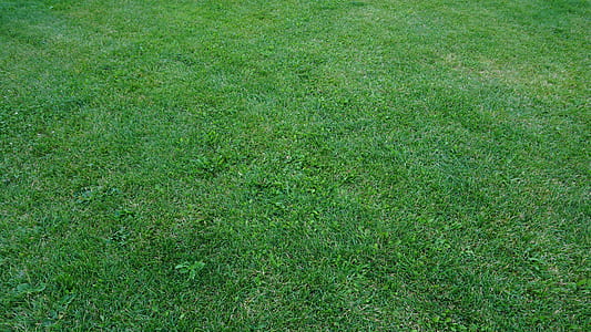 green grass field during daytime thumbnail