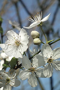 White Cherry Blossom thumbnail