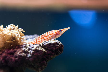 orange shrimp underwater thumbnail